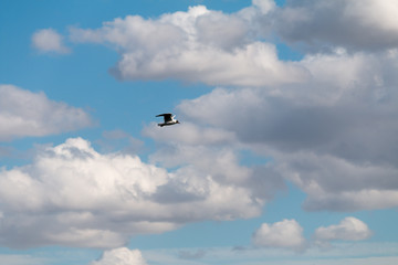 a seagull and clouds in front of blue sky