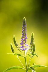 A beautiful purple veronica flowers in a summer meadow. Speedwell blossoms in grass. Closeup photo of gypsygrass in Latvia, Northern Europe.