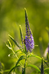 A beautiful purple veronica flowers in a summer meadow. Speedwell blossoms in grass. Closeup photo of gypsygrass in Latvia, Northern Europe.