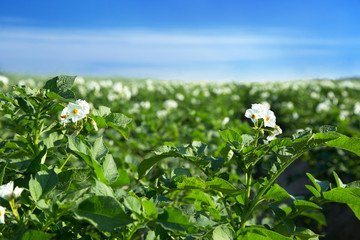Blooming potatoes on a large field and blue sky