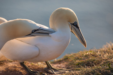 Basstölpel (Morus bassanus)