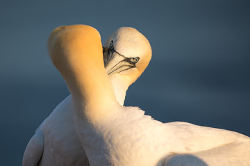 Basst&ouml;lpel (Morus bassanus)