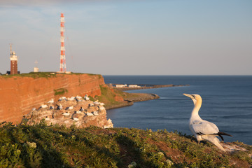 Basst&ouml;lpel auf Helgoland