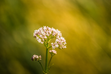 Beautiful summer meadow flowers and grasses during the Midsummer festival day in Latvia, Northern Europe.