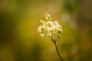 Beautiful summer meadow flowers and grasses during the Midsummer festival day in Latvia, Northern Europe.