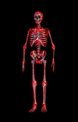Human skeleton, isolated. 3D illustration