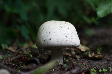 Big white champignon in the forest. Edible mushroom in nature