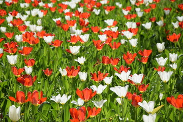 Rote und weiße Tulpen