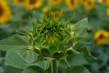 sunflower field in the summer