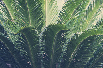 Tropical palm tree leaf trendy background