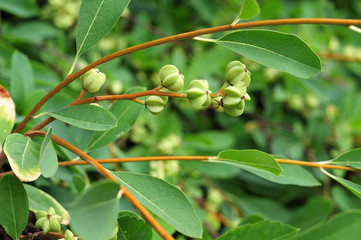 Fototapeta premium young green fruits of a pearl bush