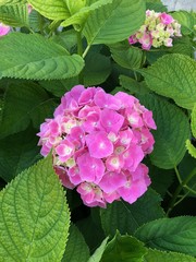 Fototapeta premium ortensia fiori rosa 