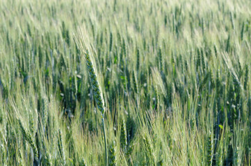 Green spikelets of wheat.