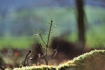 Tanne Baum wald Natur pine