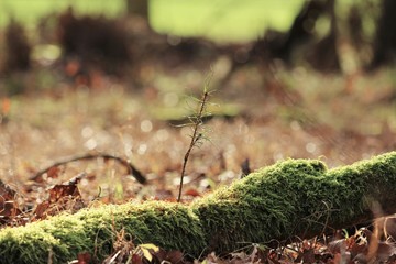 Natur Baum wachsen tree wald 