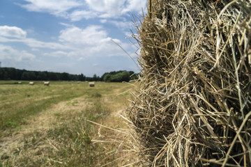 Fototapeta na wymiar Strohrollen auf dem Feld mit Wald und Wiese im Hintergrund