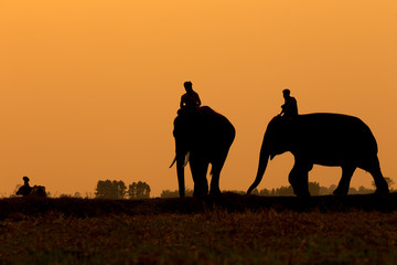 Thailand The silhouette elephant and mahout standing outdoor in the field on sunset time