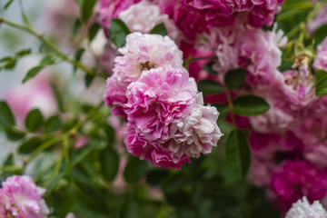 Blütenpracht leicht mit Tau benetzt