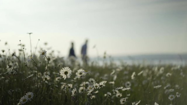 Couple walking from left to right out of focus holding hands on coastal walk with daisies in the foreground.