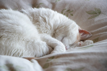 Calico cat sleeping peacefully curled up on a white bed