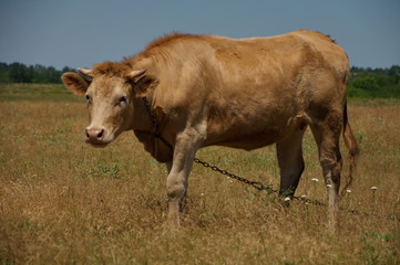 Brown cow grazing in a meadow.
