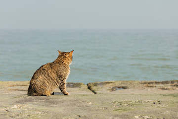 Funny grey cat on the beach against the sea.