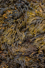 Brown and Yellow Horned Wrack Seaweed Pattern in the Summer