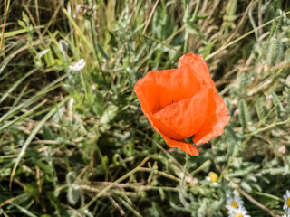 Red poppy