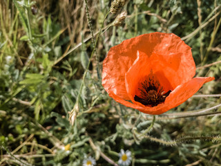 Red poppy