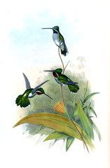 Illustration of a Hummingbird.