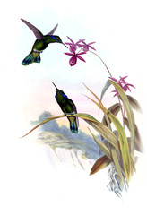 Illustration of a Hummingbird.