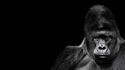 Portrait of a Gorilla. gorilla on black background, severe silverback