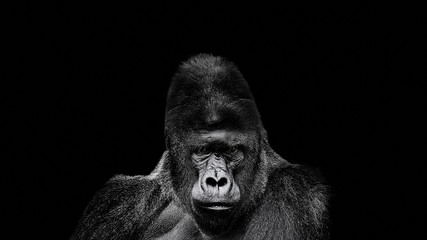 Portrait of a Gorilla. gorilla on black background, severe silverback © Savory
