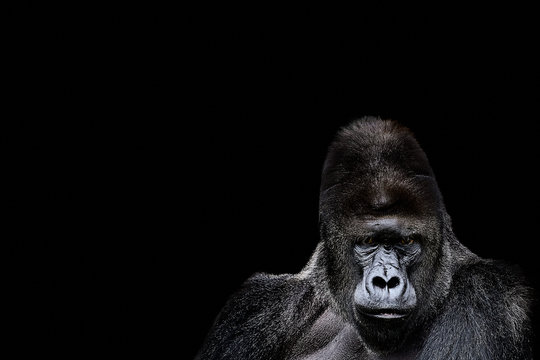 Portrait of a Gorilla. gorilla on black background, severe silverback