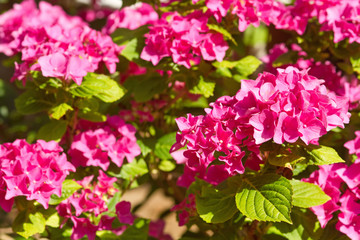 Pinkfarbene Blüten der Gartenhortensie