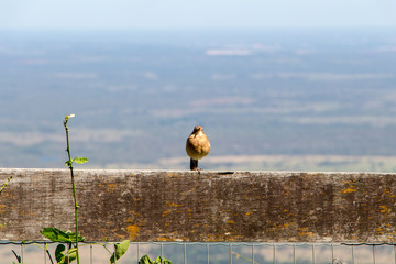 Pássaro na cerca de madeira