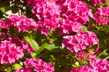 Pinkfarbene Blüten der Gartenhortensie