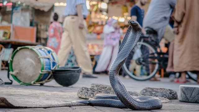 Cobra in marrakech