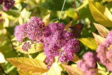 Papillon butine fleurs rose sur fond de feuilles jaunes