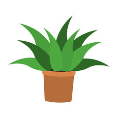 Fototapeta na wymiar Plant in pot vector illustration graphic design