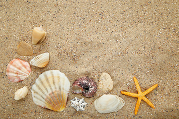 Seashells and starfishes on beach sand