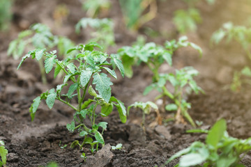 Green tomato plants in the garden