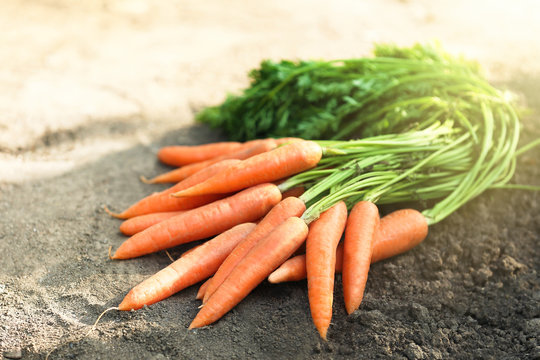 Fresh carrots on the ground