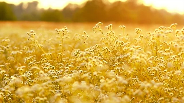 Beautiful meadow with wild flowers over sunset sky. Field of camomile medical flower, Beauty nature background. Slow motion 4K UHD video 3840x2160