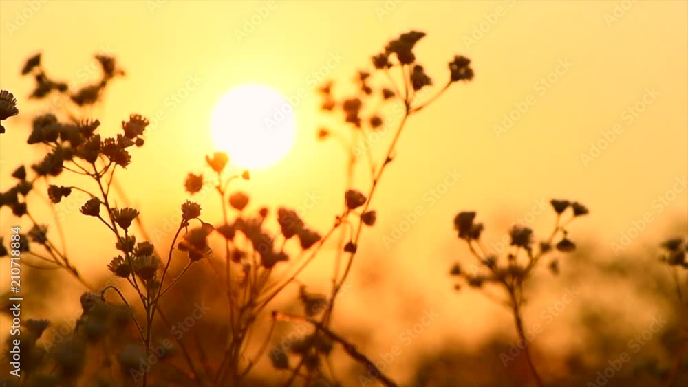 Canvas Prints Beautiful meadow with wild flowers over sunset sky. Field of camomile medical flower, Beauty nature background with sun flare. Slow motion 4K UHD video 3840x2160