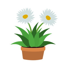 Flowers in pot vector illustration graphic design