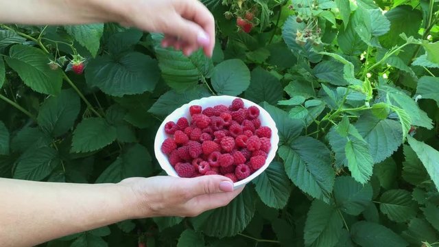 Human hand gathering ripe organic raspberry and put it in white plate