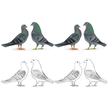 Border pigeons Carriers  domestic breeds sports birds natural and outline  vintage  set two vector  animals illustration for design editable hand draw