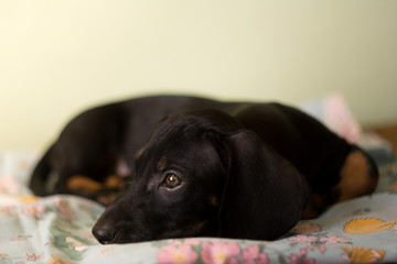 The puppy of the dachshund lies on the litter.