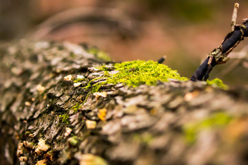 Bryophyta - Mousse en for&ecirc;t